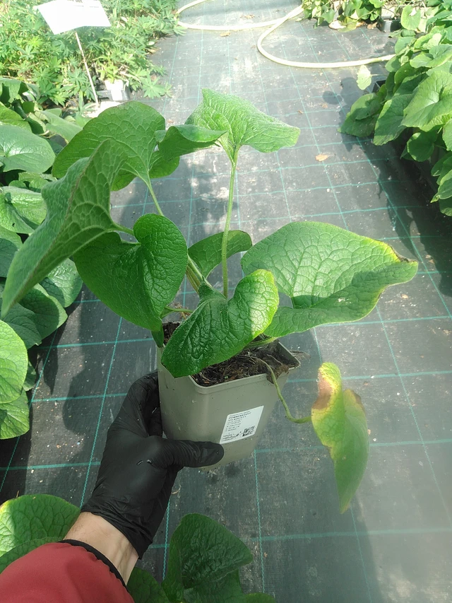 Brunnera macrophylla - 13. 10. 2025