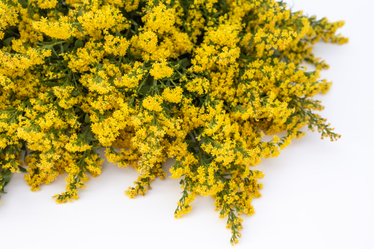 Piisku Golden Glory, Loukykvět