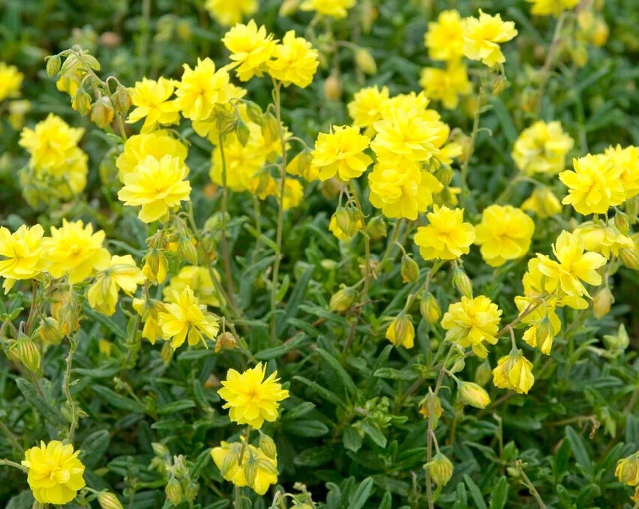 Päivännouto Sulphureum Plenum, Loukykvět