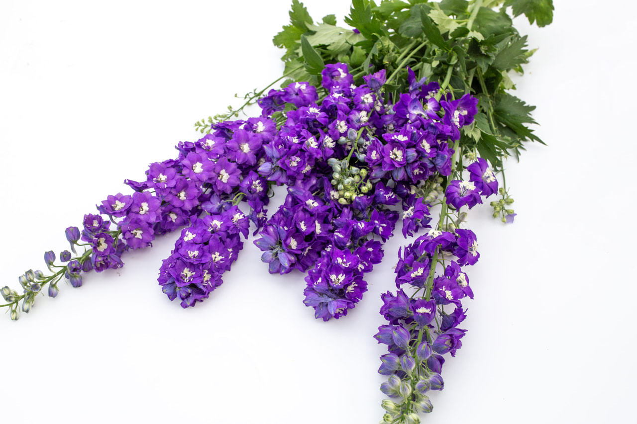 Delphinium Magic Fountains Dark Blue (White Bee), Loukykvět