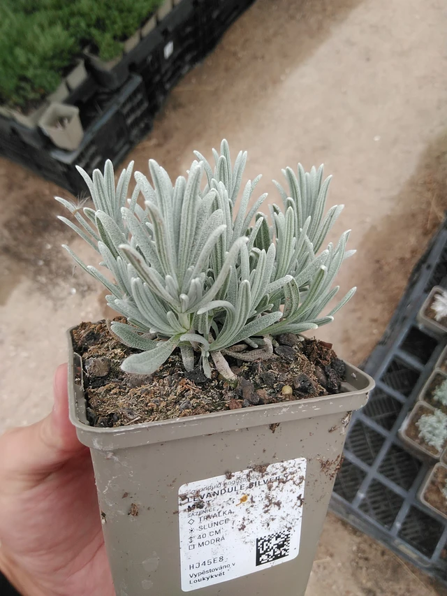 Laventeli Silver Mist - 8. 7. 2025