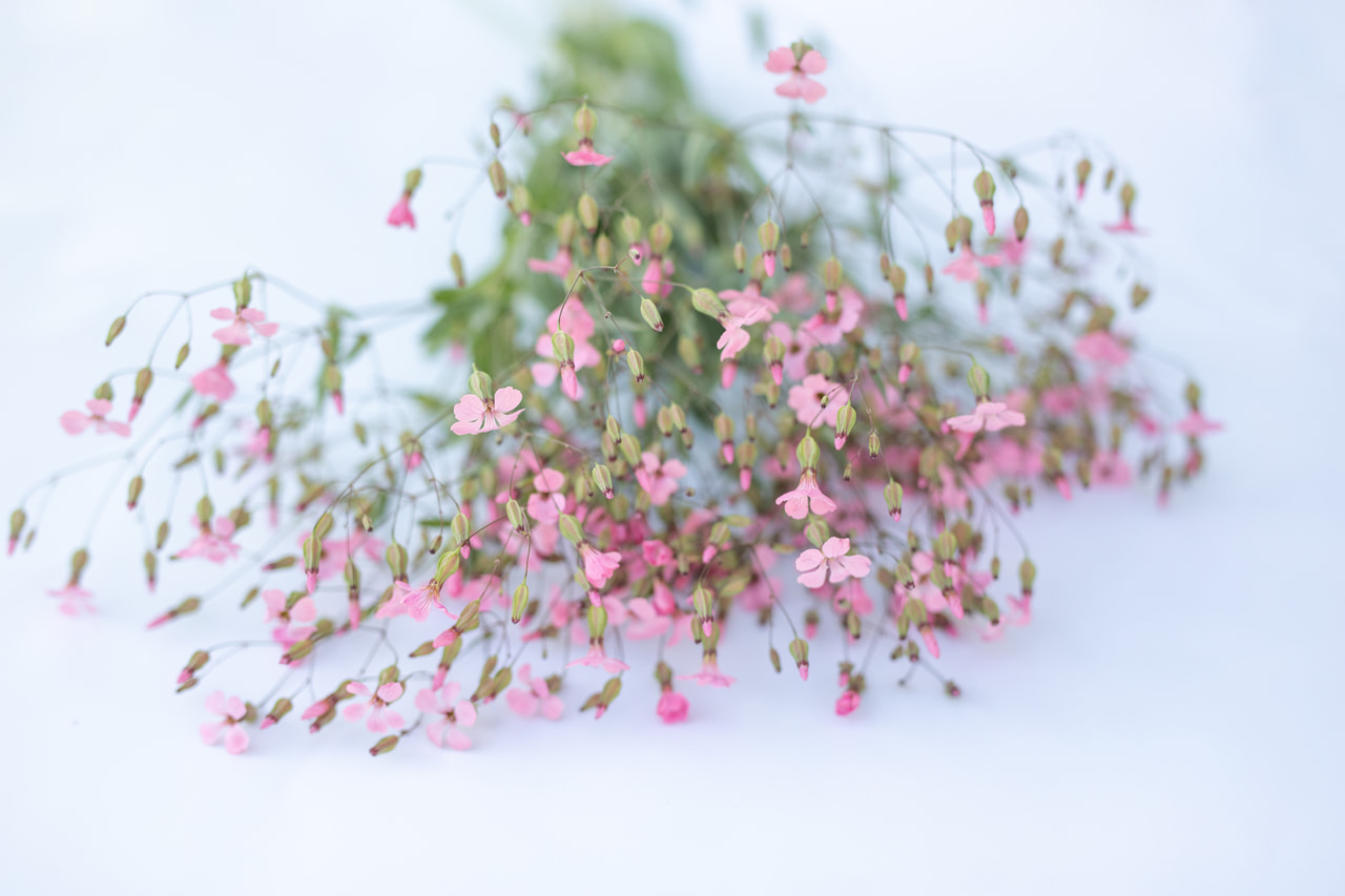 Kravinec Pink Beauty, Loukykvět