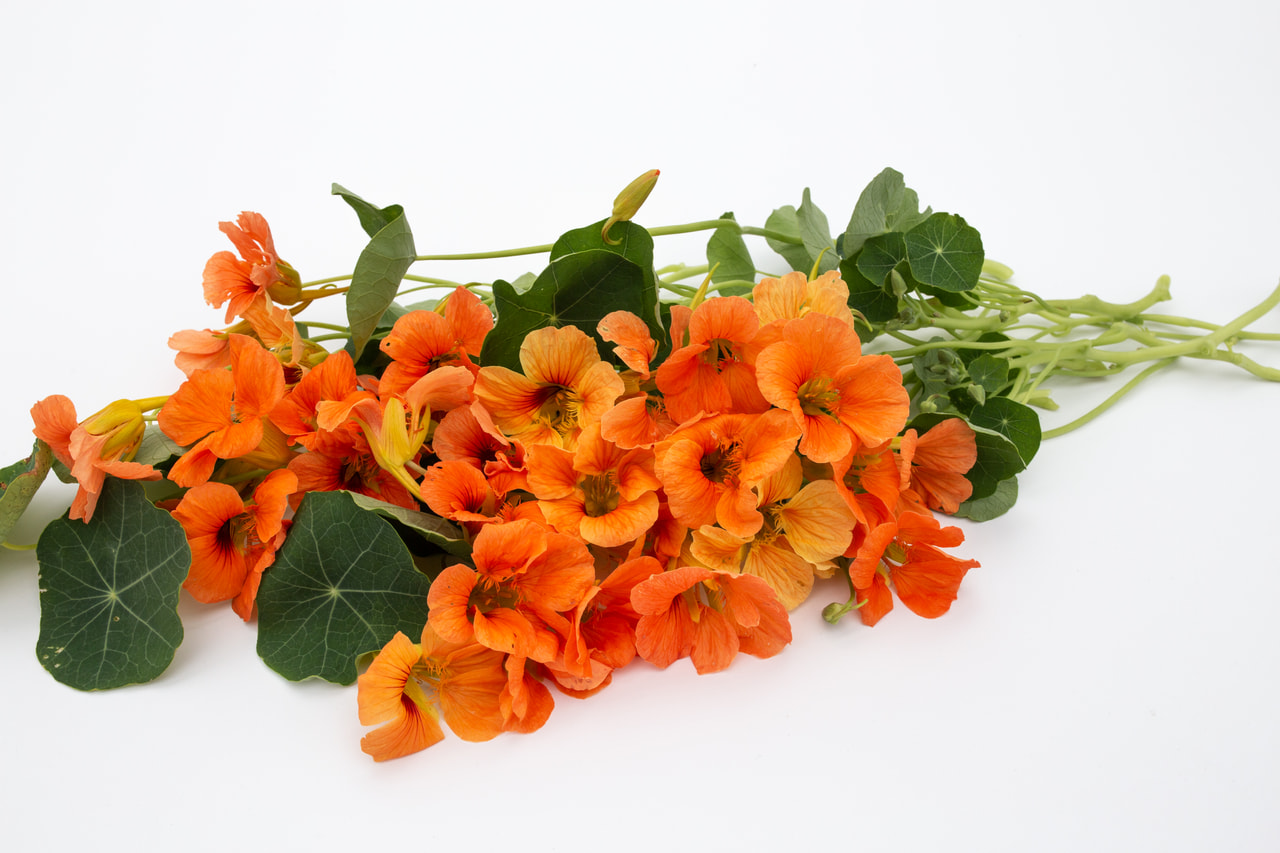 Capuchina Salmon Mousse, Loukykvět