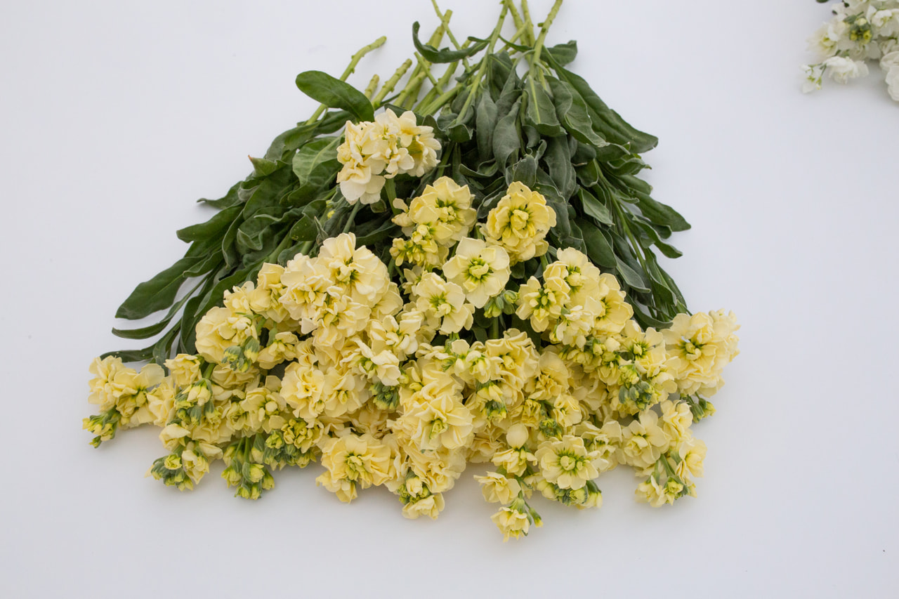 Stock Katz Yellow, Loukykvět