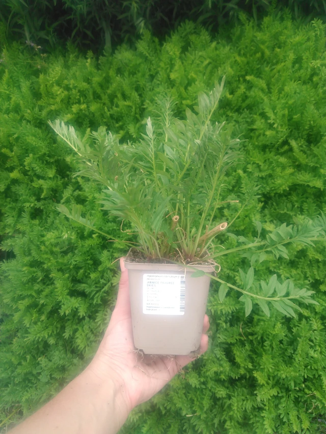 Sinilatva Filigree Skies - 2024