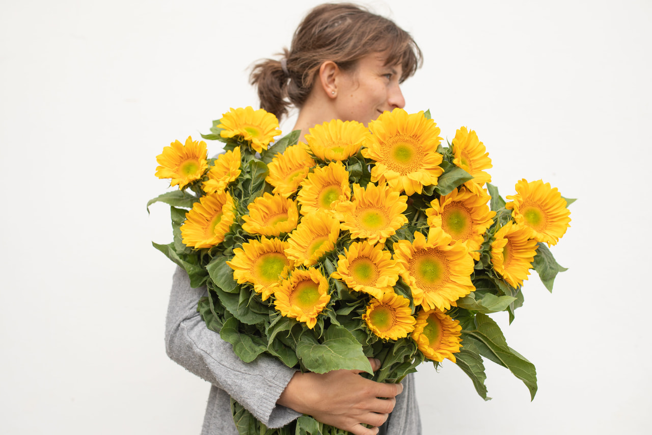 Zonnebloem ProCut Gold Lite, Loukykvět