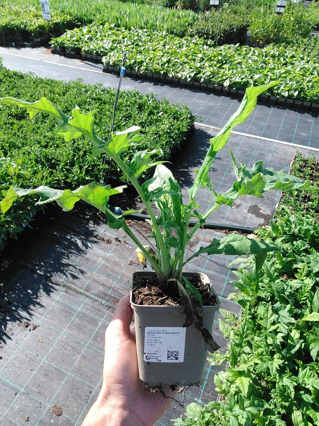 Sinipallo-ohdake Star Frost - 20. 6. 2025