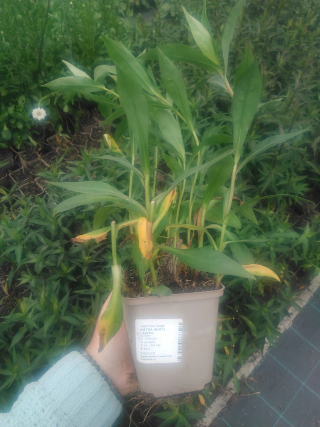 Syysasteri White Ladies - 2024