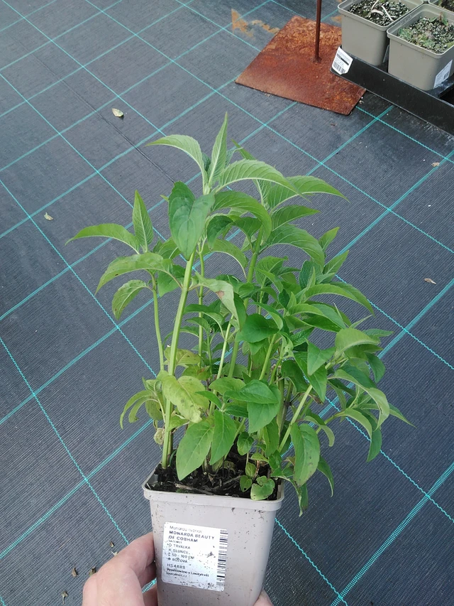 Väriminttu Beauty of Cobham - 24. 6. 2025