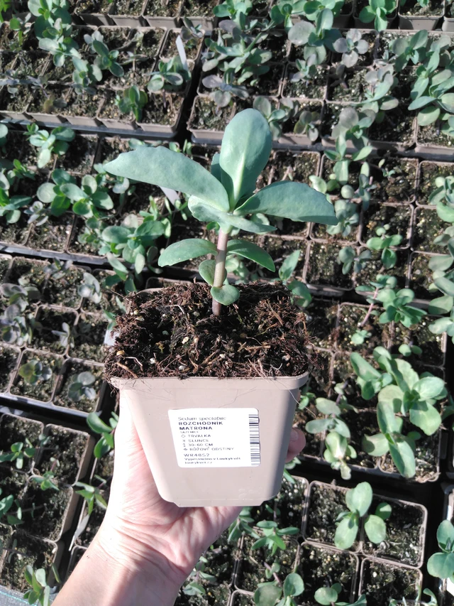 Sedum Matrona - 2024