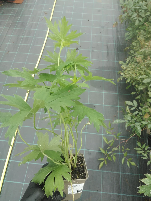 Ritarinkannus Benary’s Pacific Galahad - 4. 8. 2025