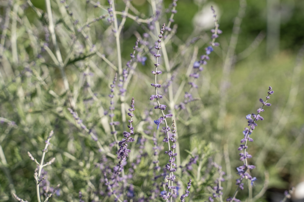 Pioska Blue Spire, Loukykvět