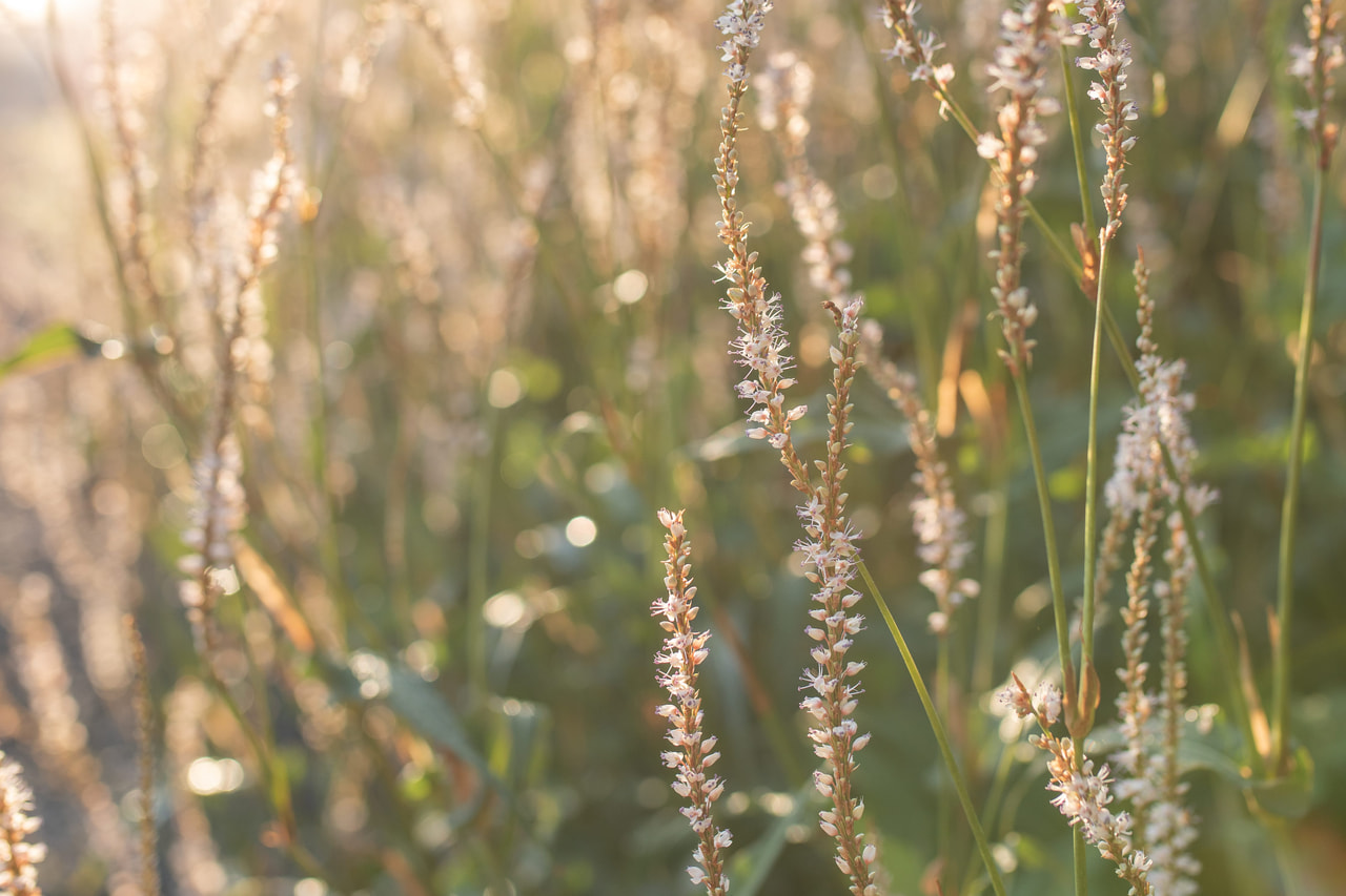 Konnantatar Alba, Loukykvět