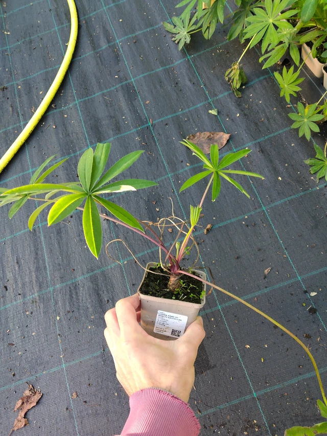 Lupiini Band of Nobles Kastellan - 17. 9. 2025