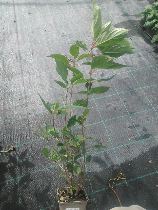 Syyshortensia Phantom - 10. 9. 2025