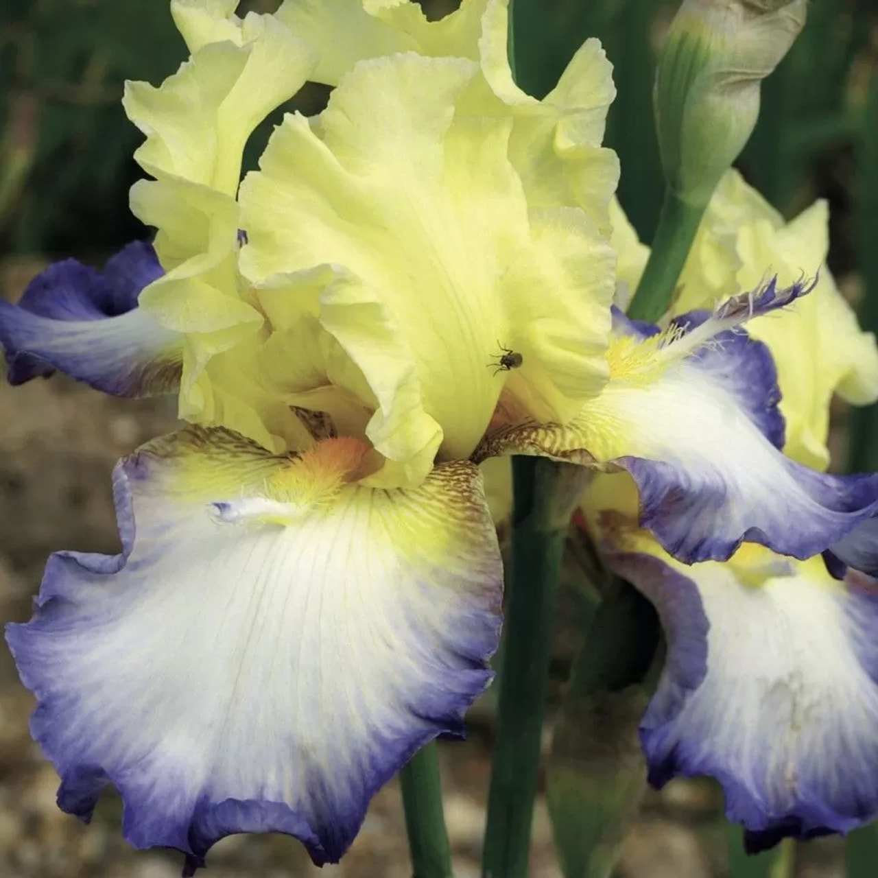 Kurjenmiekka Echassier, Loukykvět