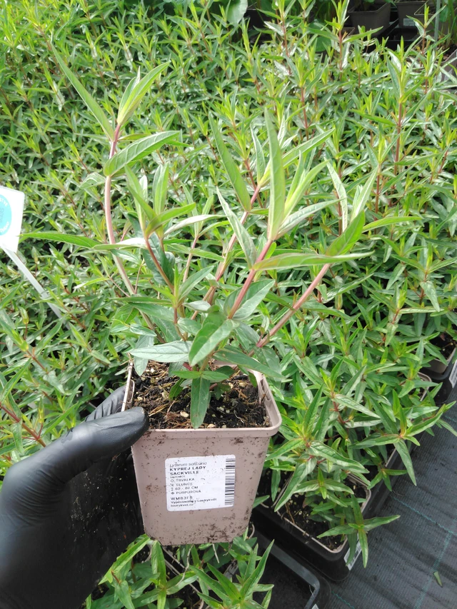 Rantakukka Lady Sackville - 2024