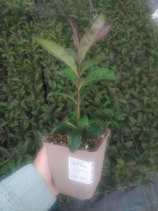 Syysleimu Sweet Summer Dream - 2024