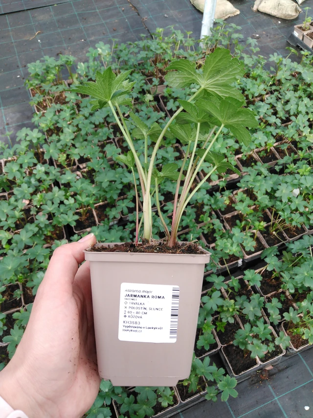 Tähtiputki Roma - 2024