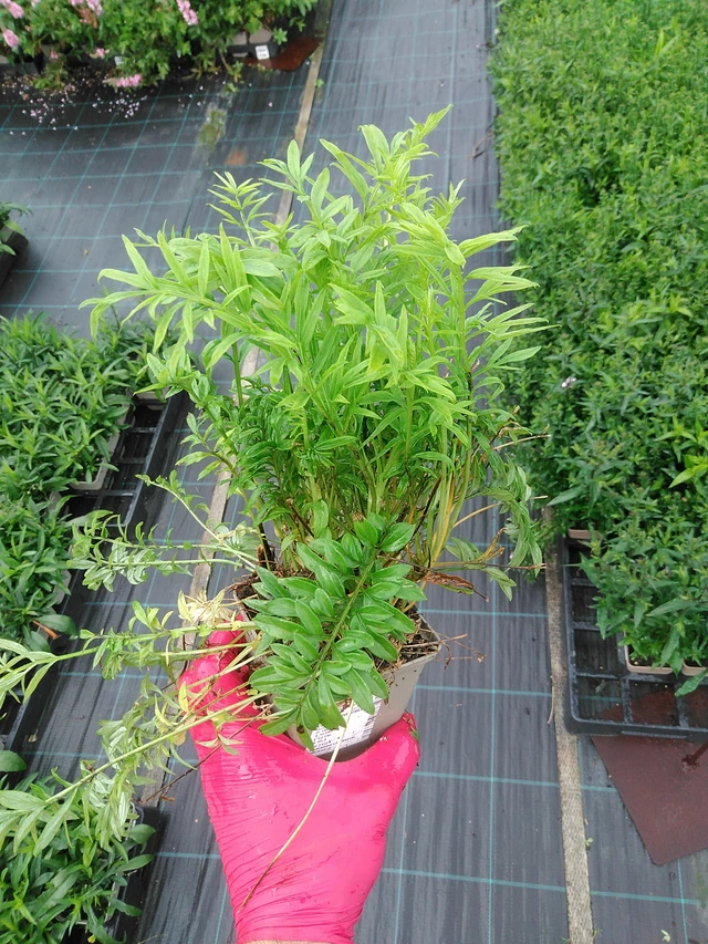 Sinilatva Filigree Clouds - 29. 7. 2025