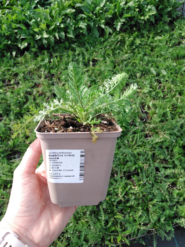 Siankärsämö Cerise Queen - 2024