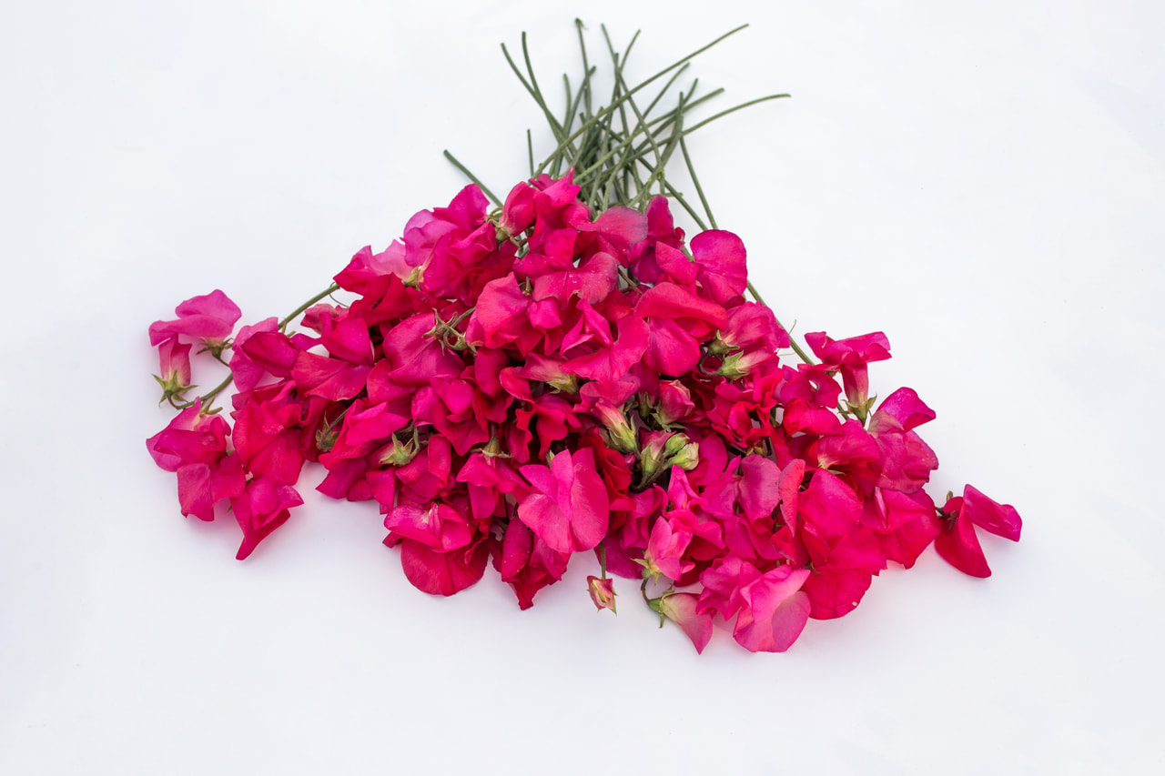 Lathyrus Spring Sunshine Cerise, Loukykvět