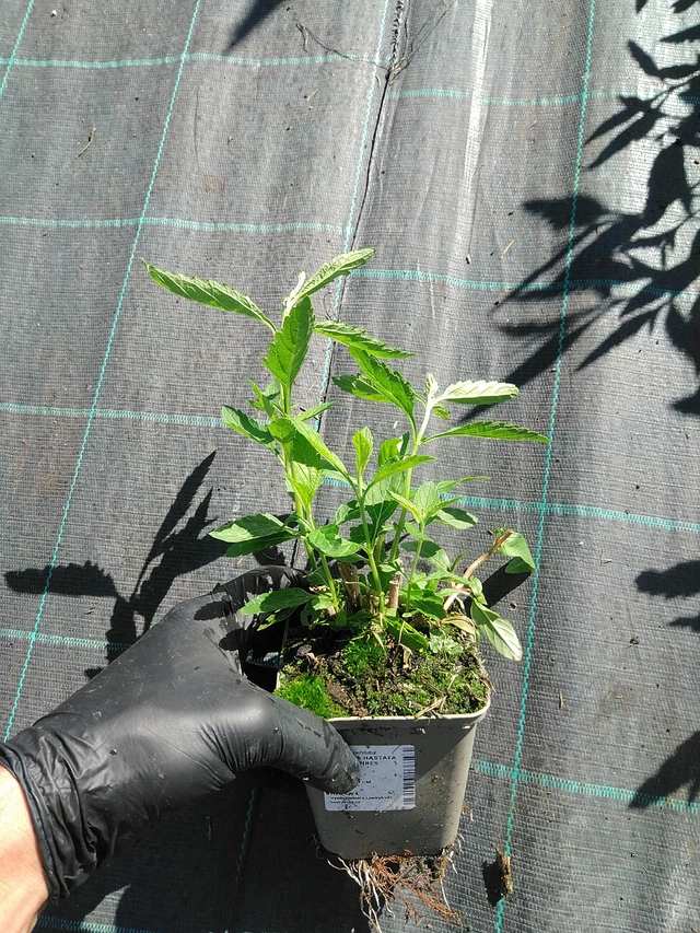 Verbena hastata White Spires - 19. 8. 2025