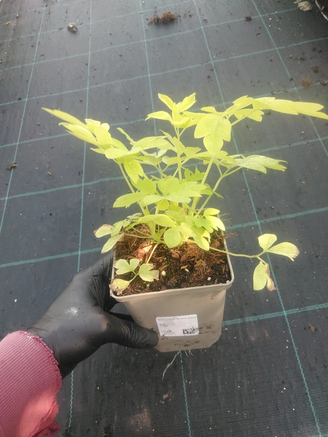 Dicentra White Gold - 1. 9. 2025