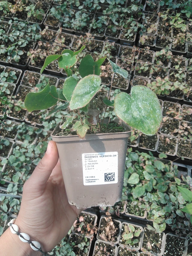 Püspöksüveg Versicolor - 11. 8. 2026