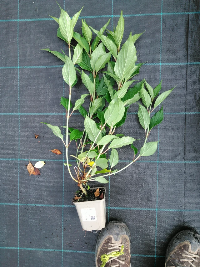 Syyshortensia Kyushu - 28. 7. 2025