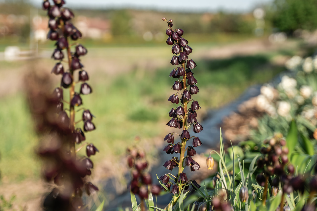 Persianpikarililja Purple Dynamite, Loukykvět