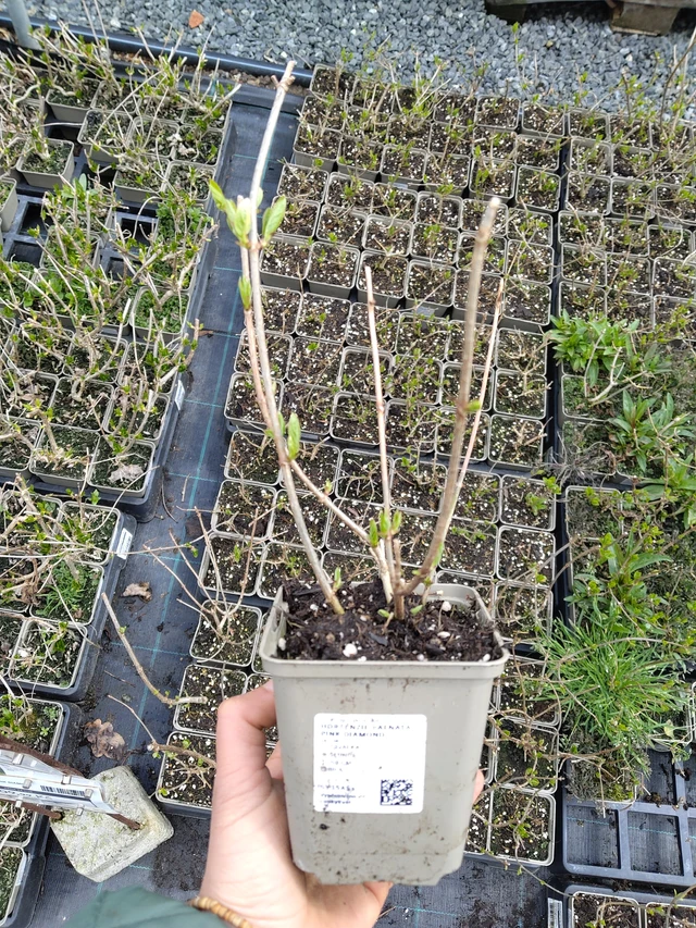 Syyshortensia Pink Diamond - 21. 4. 2026