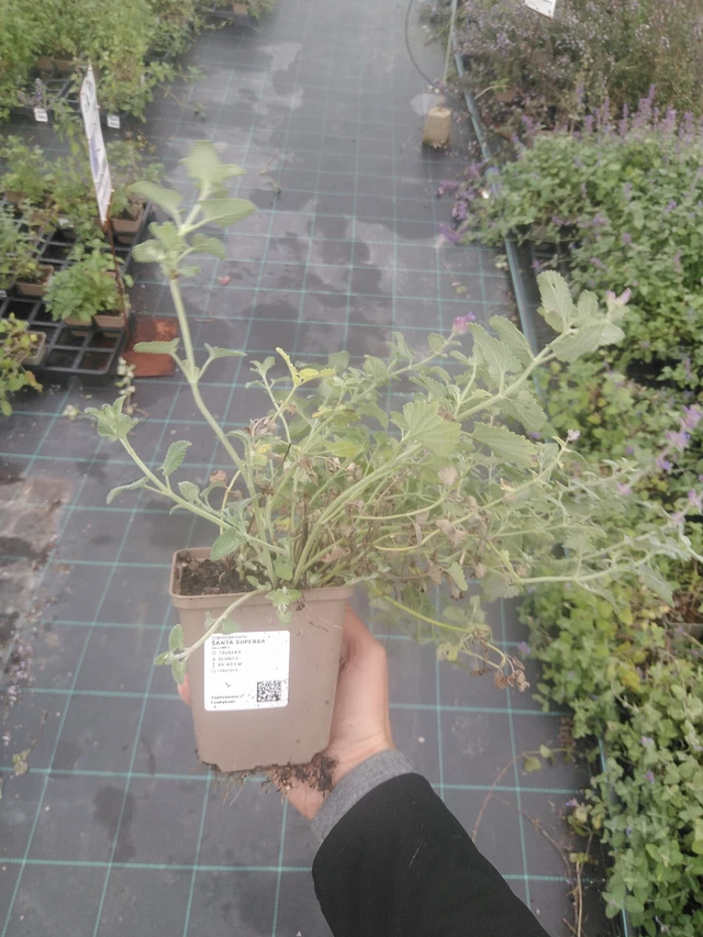 Kissanminttu Superba - 10. 10. 2025