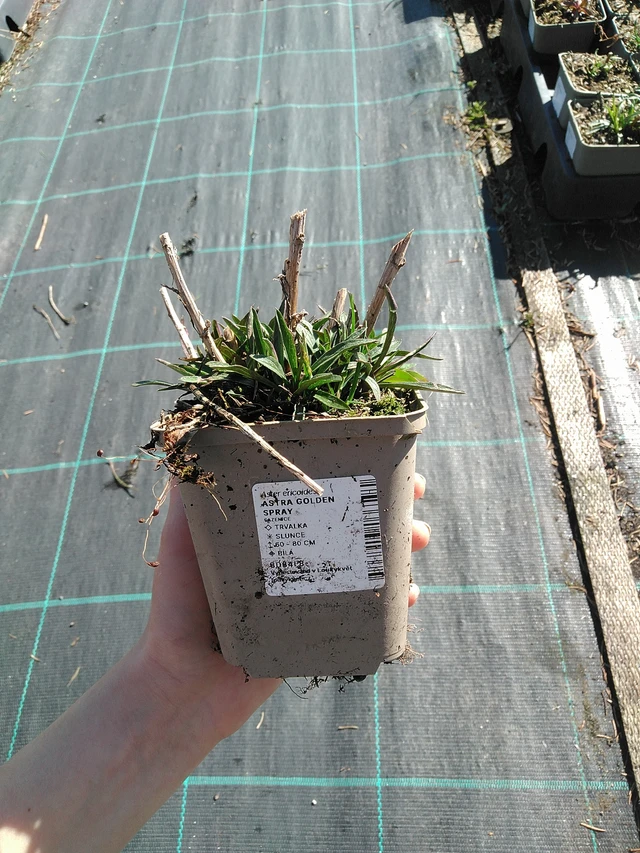 Asteri Golden Spray - 7. 4. 2026