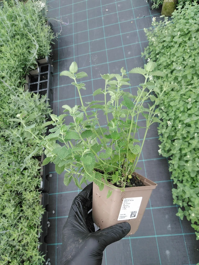 Kissanminttu Alba - 4. 8. 2025