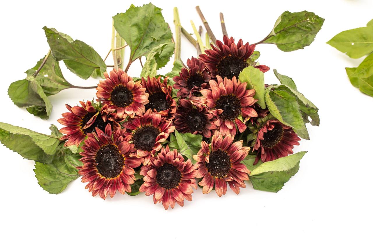 Zonnebloem ProCut Red, Loukykvět