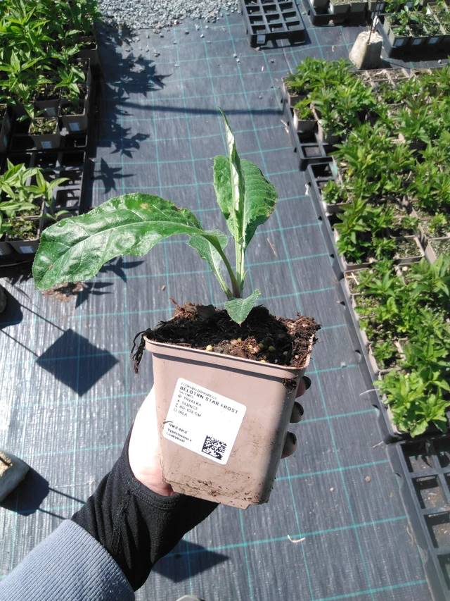 Sinipallo-ohdake Star Frost - 13. 5. 2025