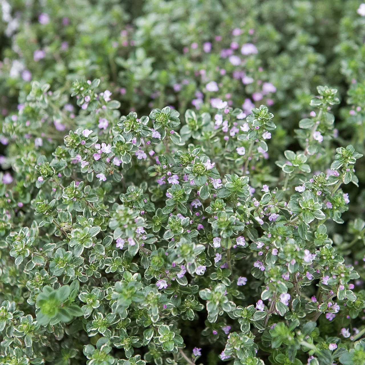 Sitruuna-ajuruoho Silver Queen, Loukykvět