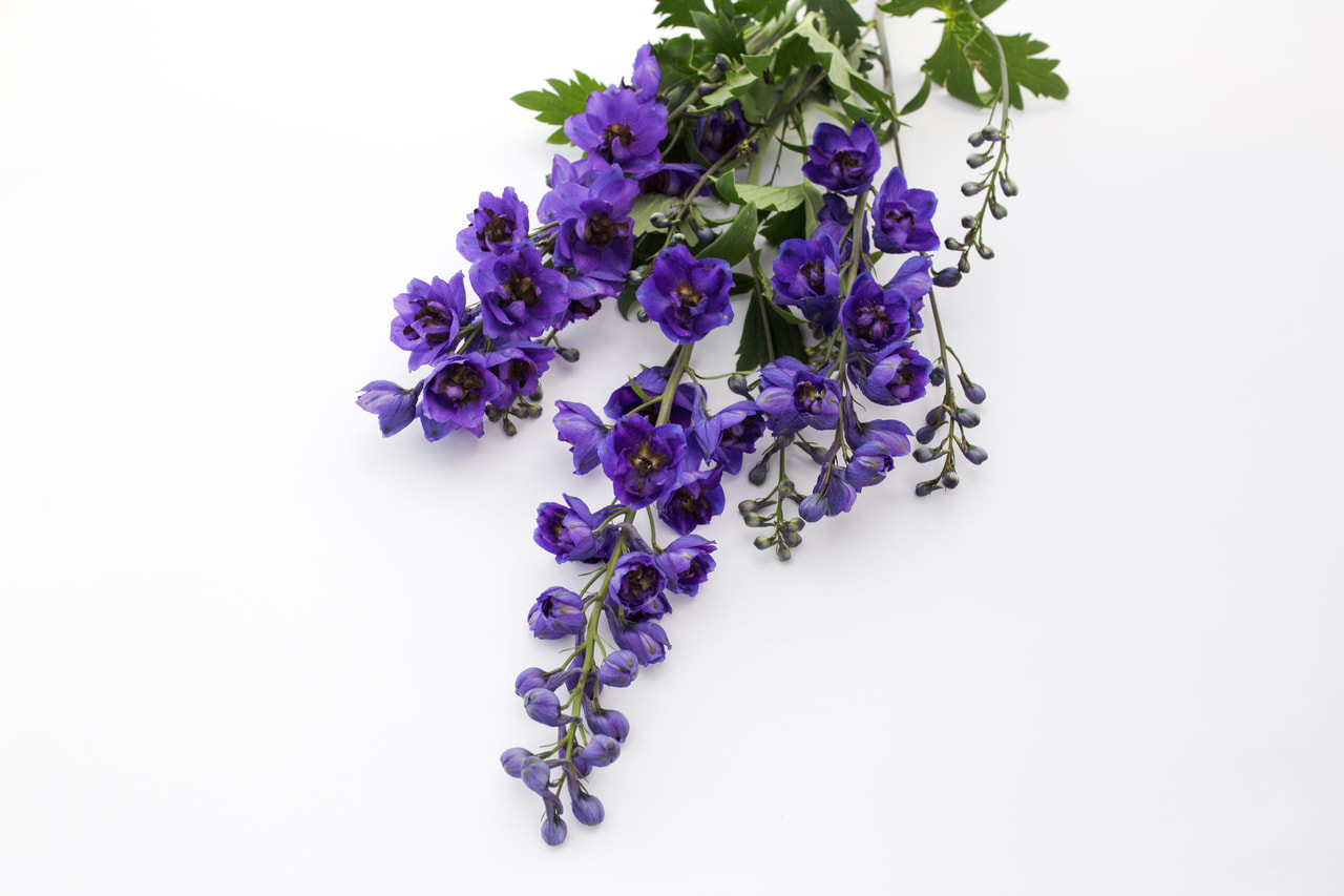 Ritarinkannus Benary’s Pacific Black Knight, Loukykvět