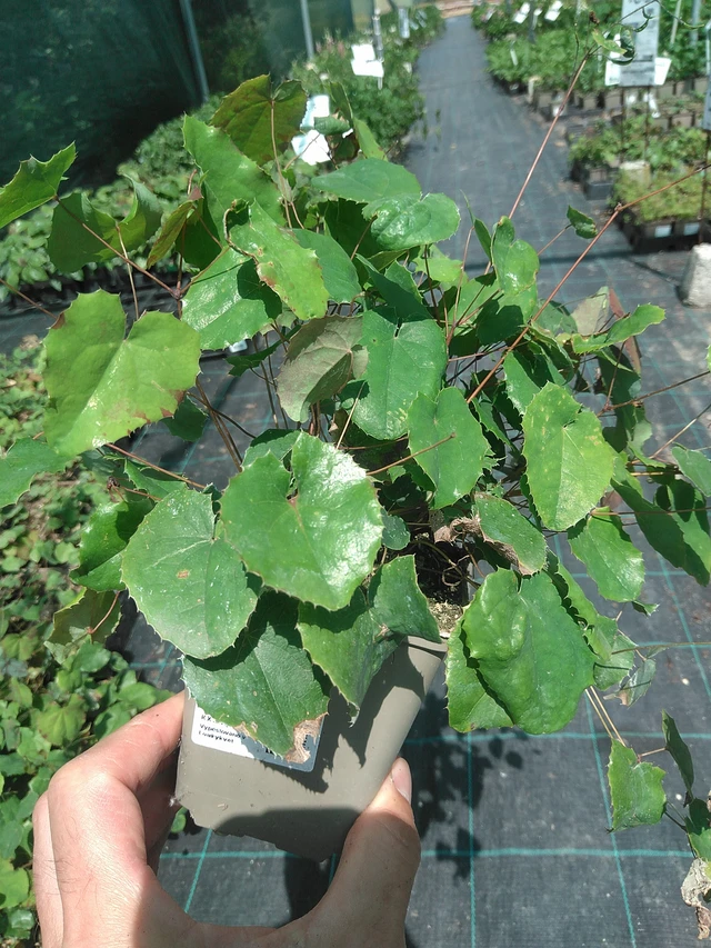 Epimedium Sunny and Share - 24. 6. 2025