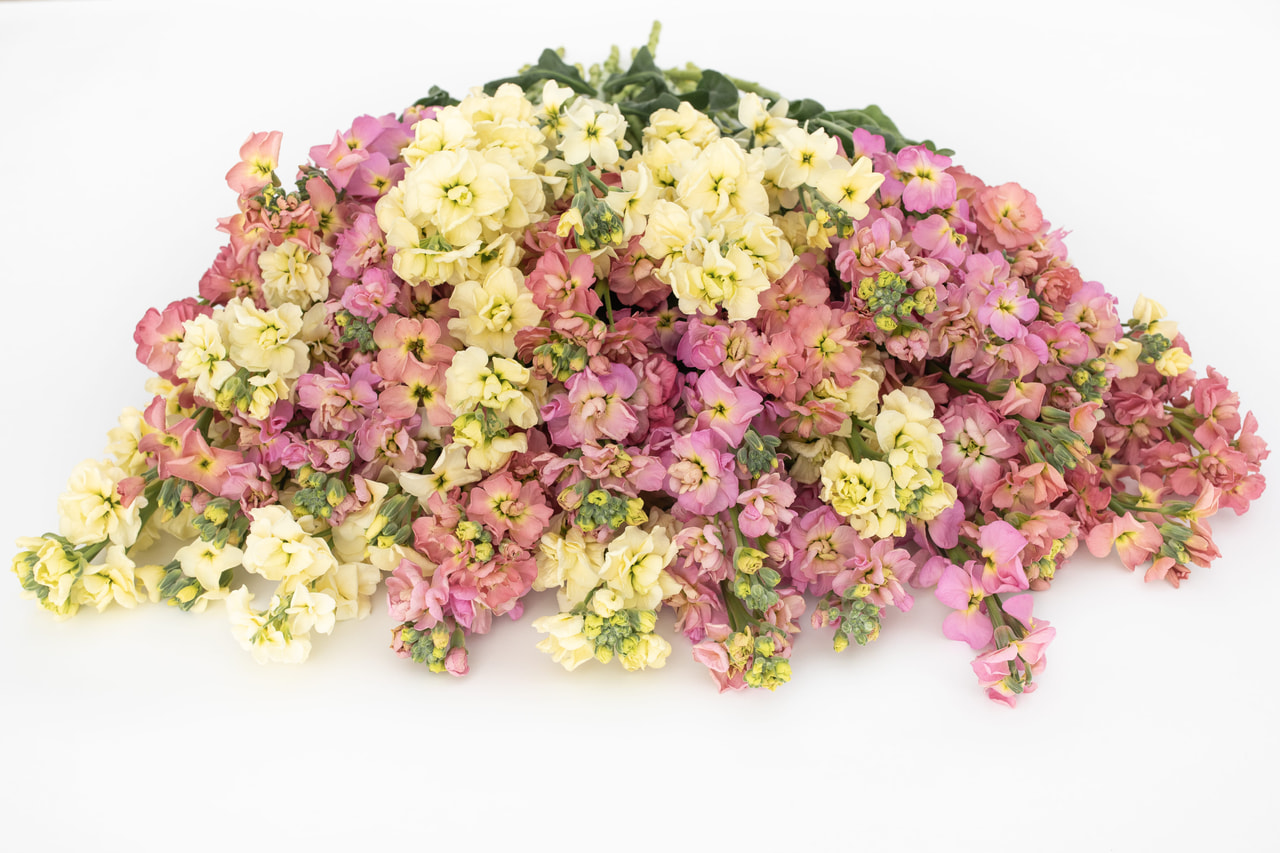 Alhelí StoX Vexta Bonbons Mix, Loukykvět