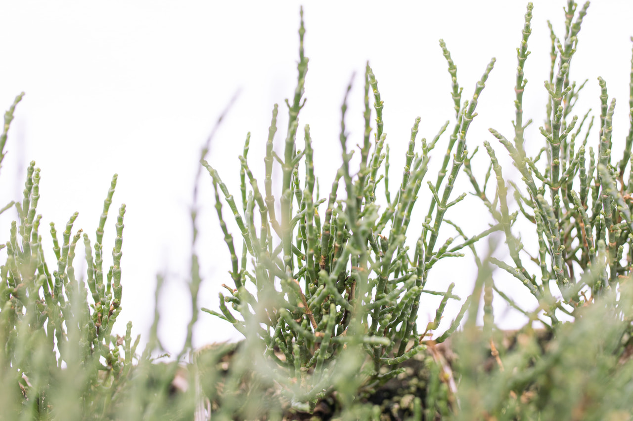 Samphire, Loukykvět