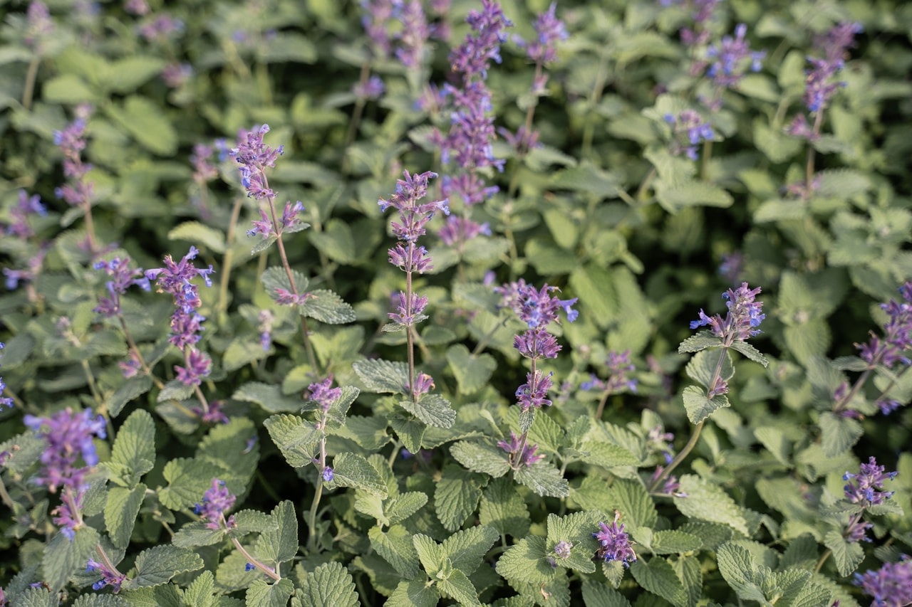 Kissanminttu Superba, Loukykvět