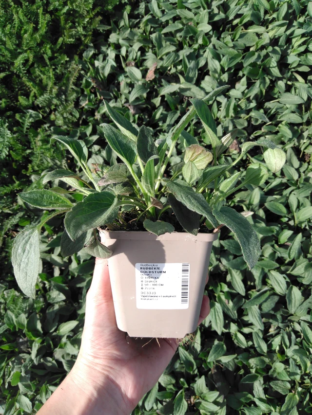 Sädepäivänhattu Goldsturm - 2024