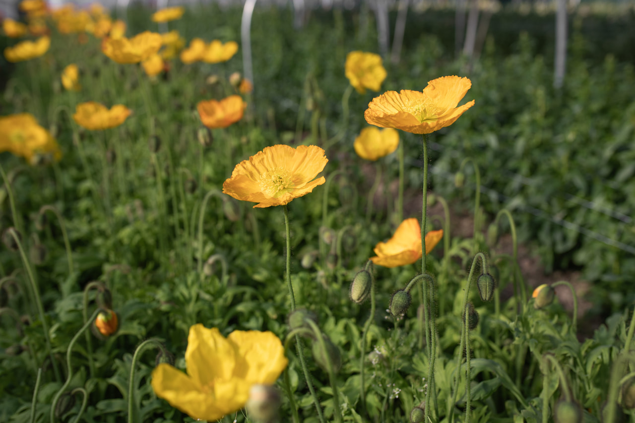 Valmue Champagne Bubbles Yellow, Loukykvět
