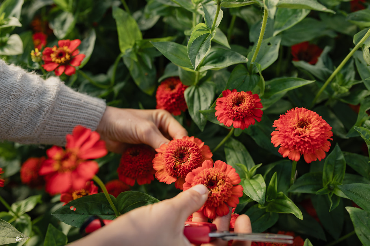 Pruudisõlg Zinderella Red, Loukykvět