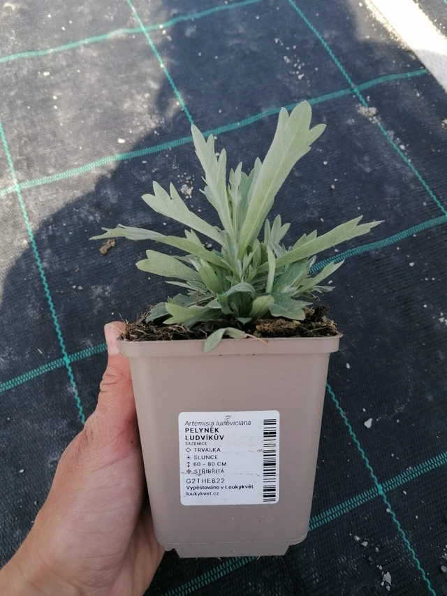 Artemisia ludoviciana - 2024