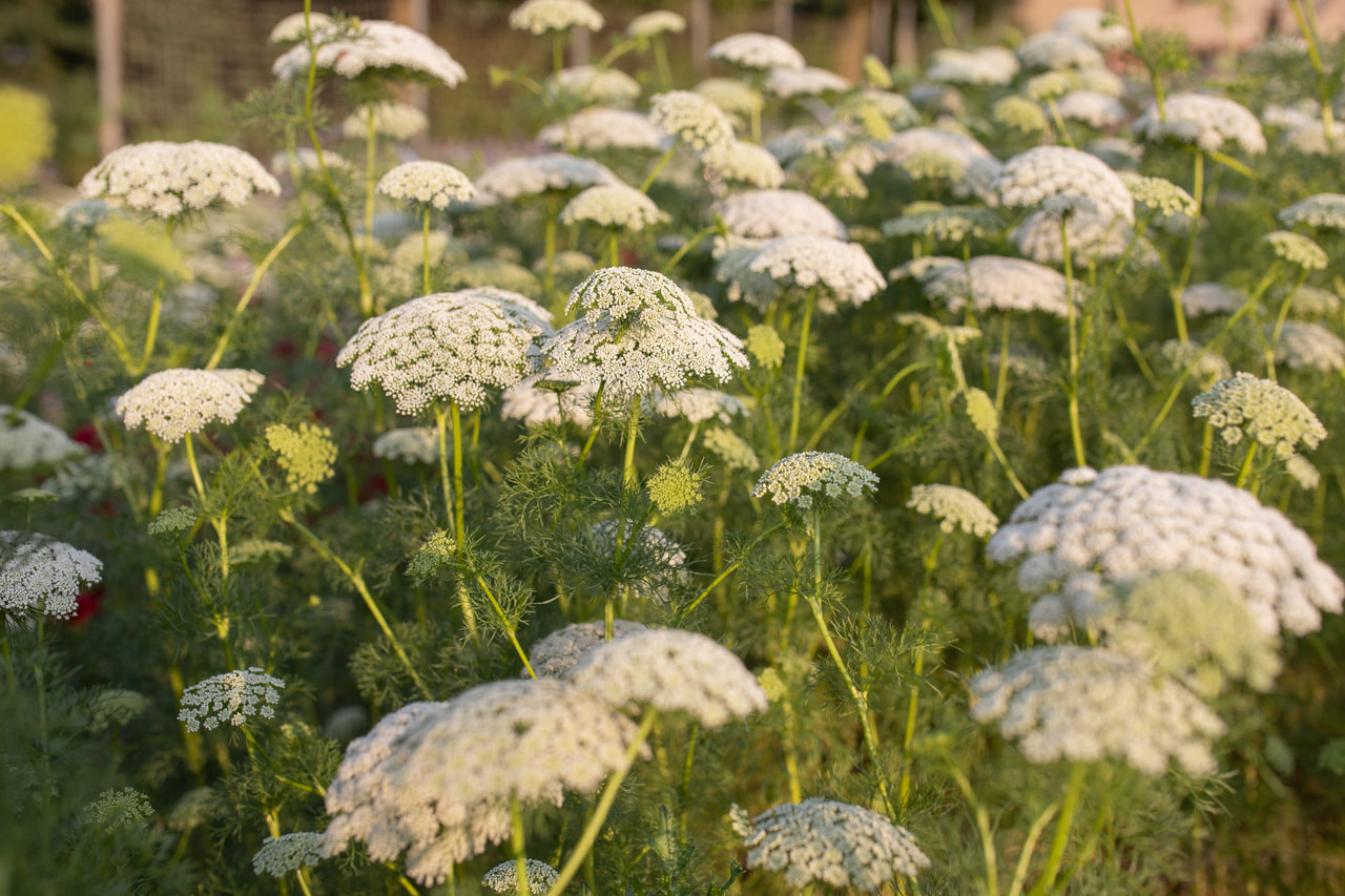 Ammi Casablanca, Loukykvět