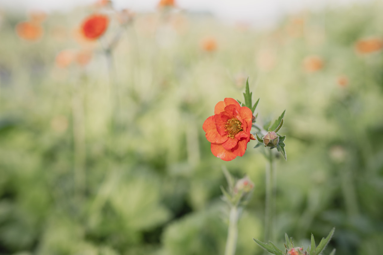 Geum Tempest Scarlet, Loukykvět