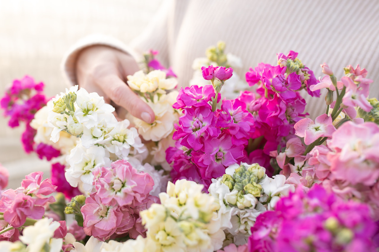 Levkoija StoX Discover Mix, Loukykvět